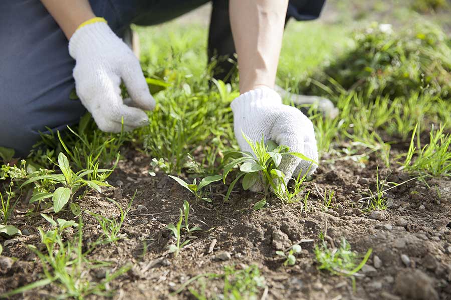 Removing weeds from flower beds